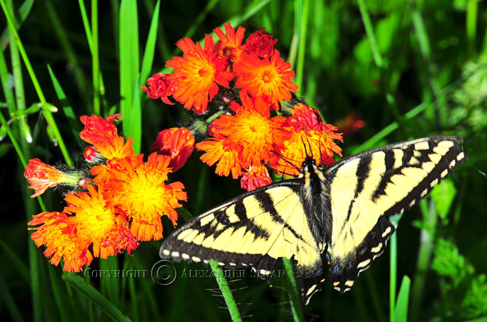 0652-Purple-Nikon